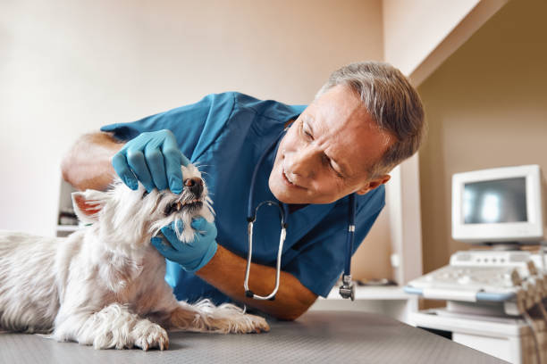 Best Weekend Emergency Dentist in Grand Marais, MN